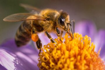 Beauty from Bees: A Canadian Guide to Honey, Propolis, Beeswax, and Royal Jelly for Skin and Hair