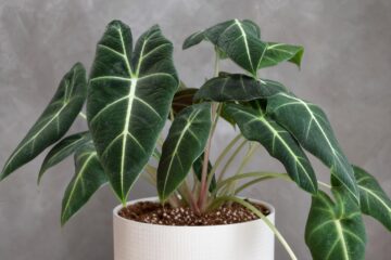 Alocasia in Canada: A Complete, Practical Guide to Growing Stunning Elephant Ears Indoors (and Outdoors in Summer)