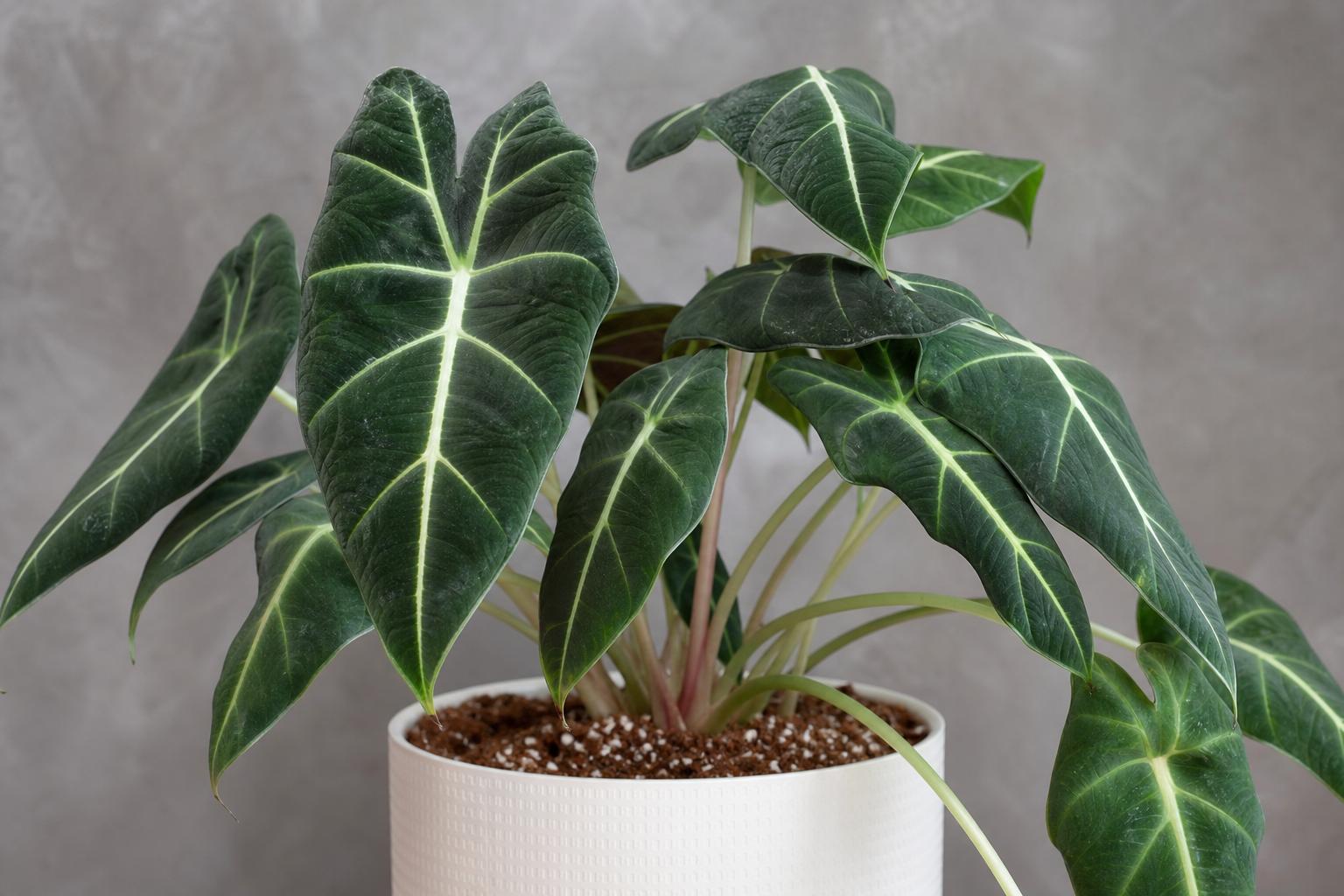 Alocasia in Canada: A Complete, Practical Guide to Growing Stunning Elephant Ears Indoors (and Outdoors in Summer)